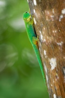 Felsuma - Phelsuma sundbergi - Seychelles Giant Day Gecko o1285